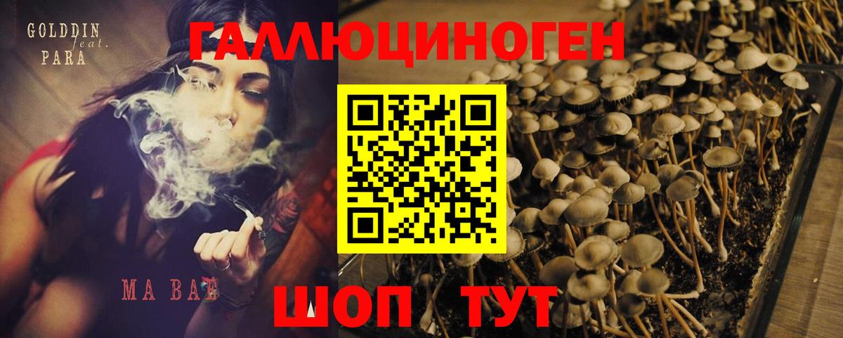 Галлюциногенные грибы Psilocybe Волжский